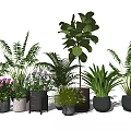 Assorted Potted Plants Including Ferns Green Leafy Plants Flowering Ones In Ceramic Wooden Pots