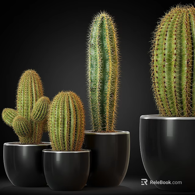 Various Sizes Green Cactus Potted Plants In Black Pots For Indoor Decoration 3d model 