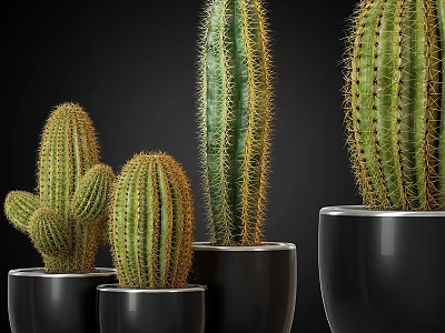 Various Sizes Green Cactus Potted Plants In Black Pots For Indoor Decoration 3d model