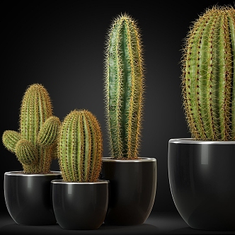 cactus potted plant 3d model