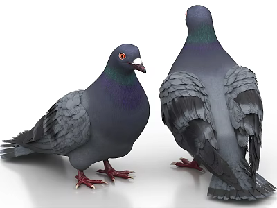 Detailed View Of Gray Pigeons With Purple Green Iridescent Feathers And Red Feet 3d model