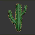 Green Cactus Plant With Yellow Spines On Gray Gradient Background And Bottom Reflection 3d model