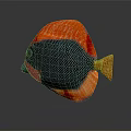 Vibrant Tropical Fish with Red Black Body Golden Tail and Net Like Scales