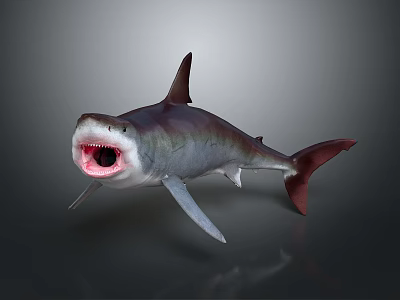 Realistic Shark With Open Mouth Gray Body Red Interior And Dark Fins On Gray Background 3d model
