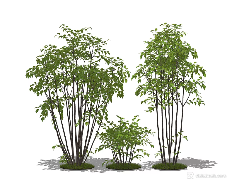 Ornamental Shrubs With Green Foliage Slender Stems Clustered Growth And Different Heights 3d model 
