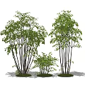 Ornamental Shrubs With Green Foliage Slender Stems Clustered Growth And Different Heights