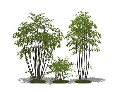 Ornamental Shrubs With Green Foliage Slender Stems Clustered Growth And Different Heights 3d model