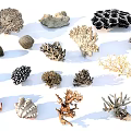 Various Aquatic Plants Featuring Diverse Coral Forms Textures And Marine Shapes