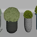 Bonsai Potted Plants With Round Green Foliage And Various Textured Planters