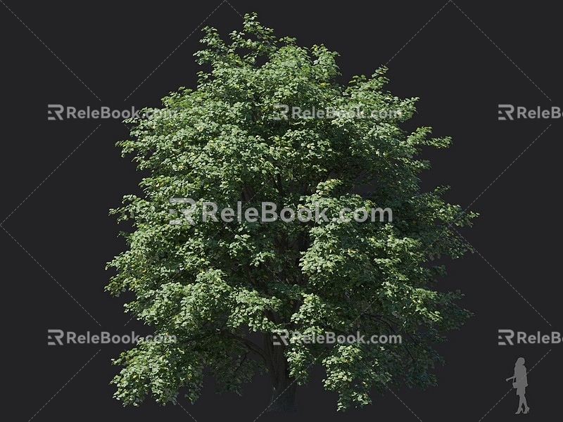 Silver Leaf Tilden Round Head Tree Street Tree Roadside Tree Shade Tree Landscape Tree Garden Tree Big Tree 3d model