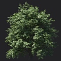 Silver Leaf Tilden Round Head Tree Street Tree Roadside Tree Shade Tree Landscape Tree Garden Tree Big Tree 3d model