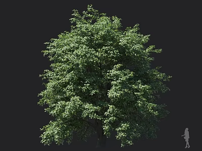 Tall Arbor With Lush Green Foliage And Dense Canopy Structure In Natural Growth Form 3d model