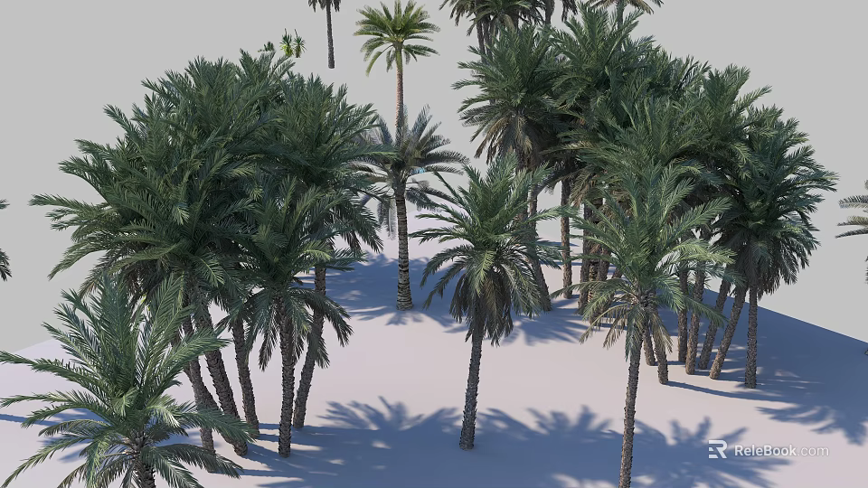 Lush Green Palm Trees In Tropical Garden With Sunlight And Shadows 3d model 