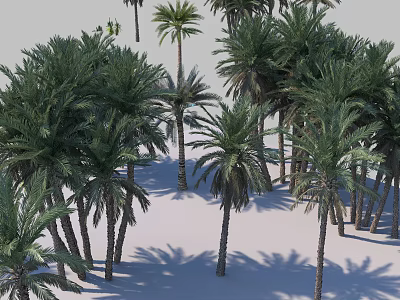 Lush Green Palm Trees In Tropical Garden With Sunlight And Shadows 3d model