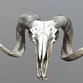 Detailed Ram Skull With Large Curved Horns And Visible Teeth