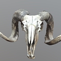 argali sheep sheep head bone skull animal skull goat animal bone fossil 3d model