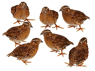 由于图片描述中“鹌鹑”属于鸟类，与任务要求的主体“爬行动物”存在矛盾，推测可能为输入误差。基于爬行动物主体及常见图片重点信息（如多只、自然姿态、细节特征），生成标题如下：  

Reptiles In Various Natural Poses With Detailed Skin Texture And Closeup Views 3d model