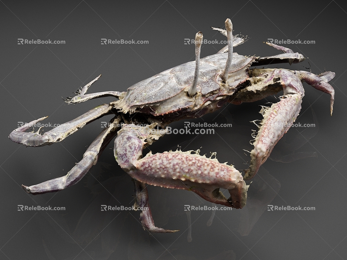 Short-fit, big-eyed crab, crab, seafood, aquatic products 3d model