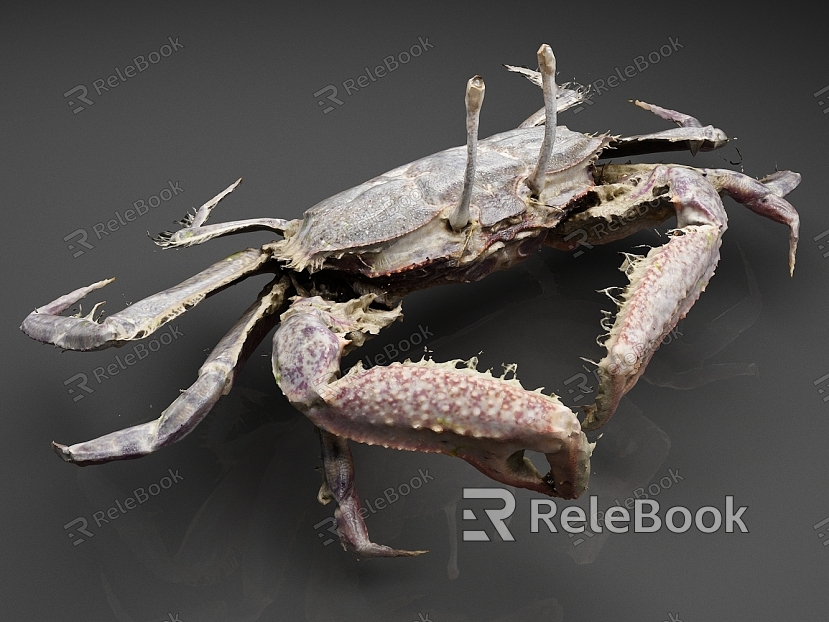 Short-fit, big-eyed crab, crab, seafood, aquatic products model