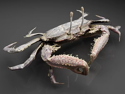 Close Up View of Spiny Clawed Crab as Aquatic Animal With Detailed Shell 3d model
