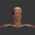 Professional 3D Medical Device Human Muscle Anatomical Teaching Model with Detailed Structure