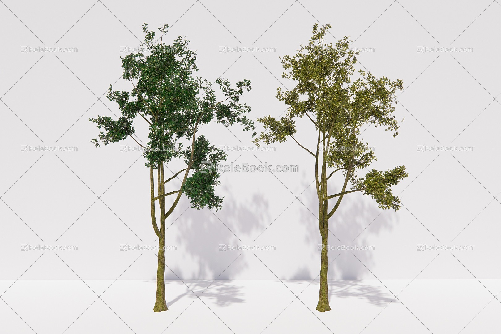 modern tree elm tree arbor plant model