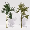 modern tree elm tree arbor plant 3d model