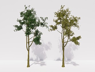 modern tree elm tree arbor plant 3d model