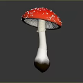 Red Mushroom With White Spots On Cap And White Stem Brown Base
