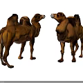 Two Bactrian Camels Standing Face To Face On Gray Background