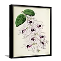 Five Black Framed Botanical Prints With Floral Illustrations For Wall Decor 3d model