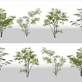 Multiple Arbor Varieties With Green Foliage And Different Trunk Shapes For Landscaping 3d model