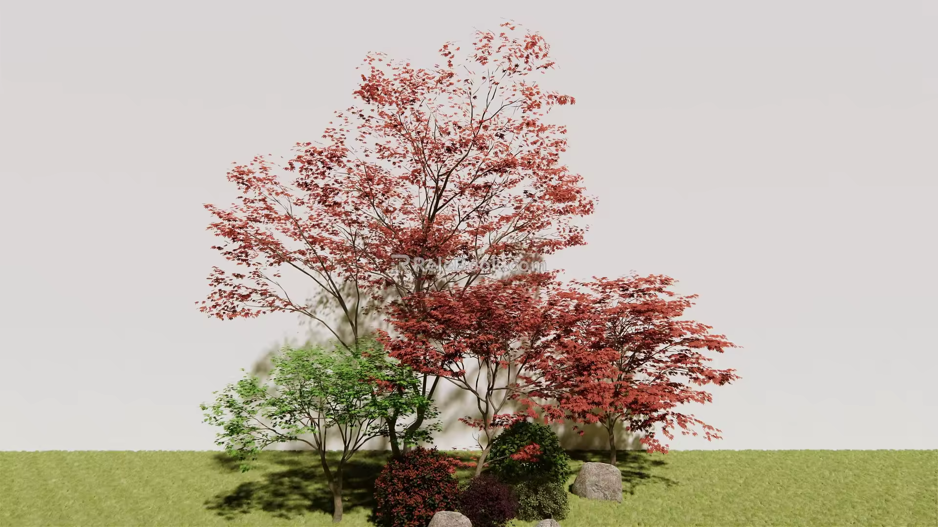 Modern Maple Red Maple 3d model