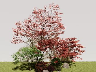 Modern Maple Red Maple 3d model