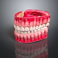 Human Oral Organ Anatomical Model Displaying Teeth Gums And Jaw Structure