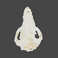 Detailed Animal Skull With White Bone Structure And Brown Fossil Marks