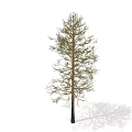pine tree 3d model