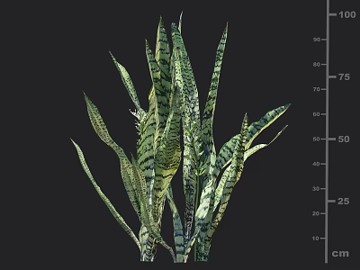 Green and Yellow Striped Leaf Plant with Dark Background and Height Measurement Scale 3d model