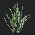 Green and Yellow Striped Leaf Plant with Dark Background and Height Measurement Scale