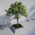 Green Arbor Tree in Square Stone Planter with Light Shadow Effects on Light Colored Wall and Ground 3d model
