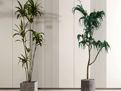 Indoor Potted Plants with Broad Leaves and Hanging Foliage in Gray Pots against Striped Wall 3d model