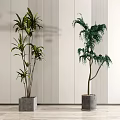 Indoor Potted Plants with Broad Leaves and Hanging Foliage in Gray Pots against Striped Wall