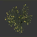 Plant Organ Structure With Root Hairs Yellow Flowers Stem And Leaves