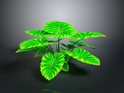 Green Plant With Large Leaves Yellow Striped Edges And Prominent Veins On Dark Background 3d model