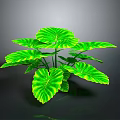Green Plant With Large Leaves Yellow Striped Edges And Prominent Veins On Dark Background