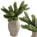 Two Evergreen Bonsai Plants in Rough Stone Pots with Lush Pine Foliage