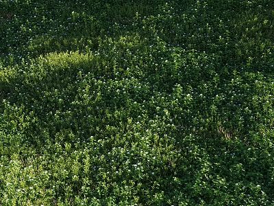 Lush Garden Grassland Covered With Small White Flowers And Green Herbaceous Plants 3d model