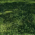 Lush Garden Grassland Covered With Small White Flowers And Green Herbaceous Plants