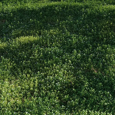 Lush Garden Grassland Covered With Small White Flowers And Green Herbaceous Plants 3d model