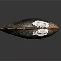 Mussel Shell With Brown Black Orange Stripes And White Spots On Dark Background